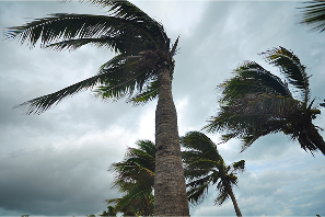 Palm trees